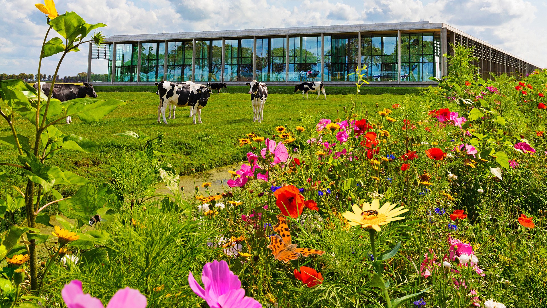 Beemster cheese most sustainable cheese brand in the Netherlands for third year in a row